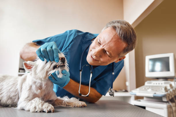 Best Same-Day Emergency Dental Services in Dade City, FL
